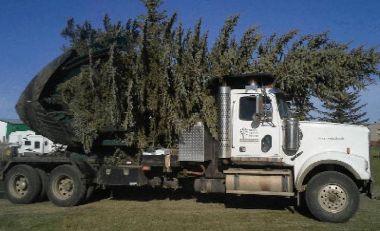 Edmonton Tree Moving Services - More Trees Please Edmonton Tree Moving Services - More Trees Please