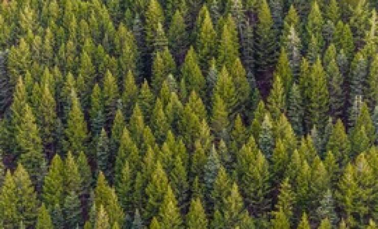 trees for sale Edmonton trees for sale Edmonton