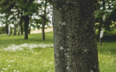 Trees for Sale in Edmonton