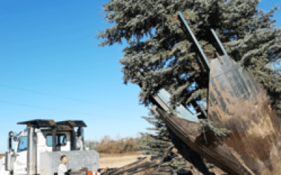 Tree Moving Edmonton