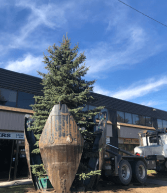 Tree Transplanting Service Edmonton