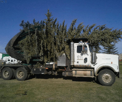 Burnaby Arborist